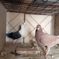 دمگیر پلاکی دولت اباد|پرنده|برخوار, |دیوار