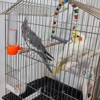 عروس هلندی جفت