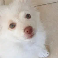 سگ کوچک
