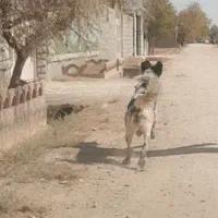 واگذاری سگ لاس قدرجونی گله ای چل وروانی|سگ|خمینیشهر, |دیوار