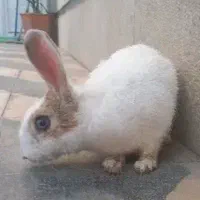 خرگوش