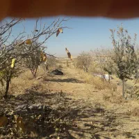 کل زمین ۱۵۰۰متر۱۰دقیقه اب|فروش دفتر صنعتی، کشاورزی، تجاری|خرم بید, |دیوار