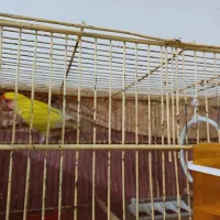 طوطی برزیلی