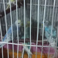 مرغ عشق|پرنده|مینودشت, |دیوار