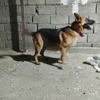 واگذاری سگ ژرمن و پاکوتاه