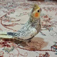 عروس هلندی مرواریدی|پرنده|اصفهان, پوریای ولی|دیوار