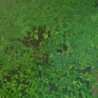 نشا گوجه.بادمجان و...|گل و گیاه طبیعی|شیراز, رکن‌آباد|دیوار