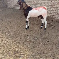 نربز تخمی بی نظیر