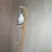 ابلغ|پرنده|سعدآباد, |دیوار