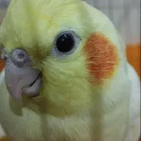 عروس هلندی مولد