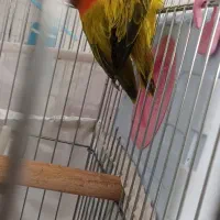 جفت برزیلی یووینگ مولد