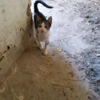 گربه خواهربرادر۵ ماهه کلات نادری