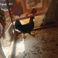 2 عدد مرغ ایام سمانی