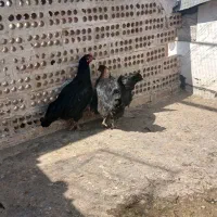 مرغ شمالی
