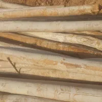 چوب چنار صنوبری