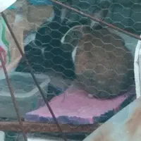 خرگوشی فروشی یا ماملع با پرنده خونگی