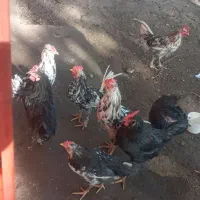 خروس گلین جوان همه جوجه امسال