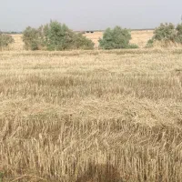 زمین کشاورزی ۲ هکتار بخش بستان|فروش زمین و ملک کلنگی|اهواز, امانیه|دیوار