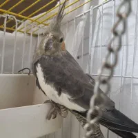 عروس هلندی ۱ساله نیم