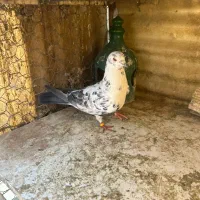 کبوتران همه یکجا دونه ای ۴۰۰ هزارتومان|پرنده|تهران, شهرک شریعتی|دیوار