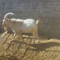 فروش کهره سانن اصل|حیوانات مزرعه|مرودشت, محمد آباد|دیوار