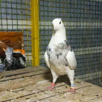 طوقی  معاوضه با تهرانی|پرنده|سرپل ذهاب, |دیوار