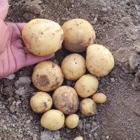 سیب بذری ۴۰۲ کلمبا