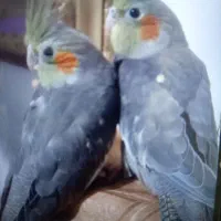 عروس هلندی نوجوان