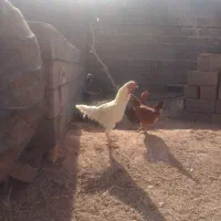 خروس لاری|حیوانات مزرعه|خواف, |دیوار