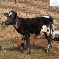 حیوانات مزرعه