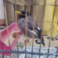 مرغ مینا|پرنده|باشت, |دیوار