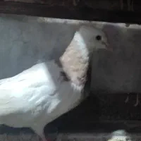 کبوتر طوقی|پرنده|امیدیه, |دیوار