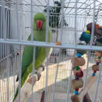 فروش طوطی دست آموز