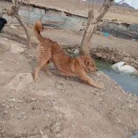 واگزاری سگ قدرجانی|سگ|کیار, |دیوار