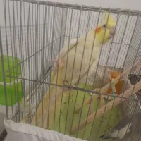 عروس هلندی|پرنده|مشهد, کوی سیدی|دیوار