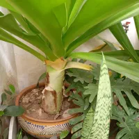 فروش گل طبیعی