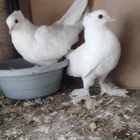 کبوتر راعبی