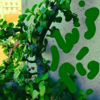 گل طبیعی عکس هارا ببینید|گل و گیاه طبیعی|تربت‌حیدریه, کوه سنگی|دیوار