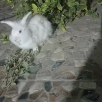 خرگوش لوپ سفید چشم صورتی