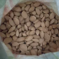 فروش بادام تلخ