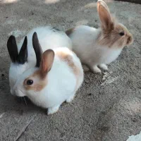 بچه خرگوش|موش و خرگوش|گنبد کاووس, |دیوار