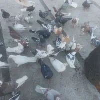 تعدادی کفتر یا کبوتر به علت جابجای بفروش میرسید