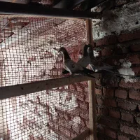 16عدد کبوتر پرشی