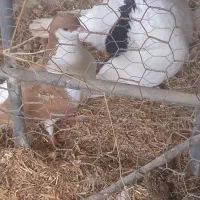 یه جفت کفتر ساده