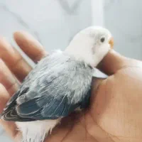 جوجه کوتوله برزیلی