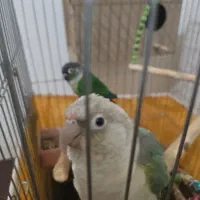 جفت طوطی گیرینیچیک با قفس و لوازم سخنگو نژاد دار