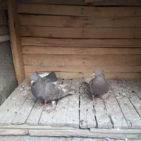 کفتر دم سفید سر کی