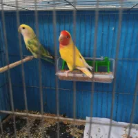 جفت کوتوله وعروس هلندی|پرنده|یزد, |دیوار