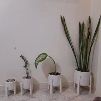 گل واگلدان سالم