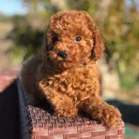 سگ توله توی پودل / پودل مینیاتوری|سگ|تهران, تهرانسر مرکزی|دیوار